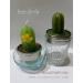 เทียนตะบองเพชร cactus candles - alumminium cup